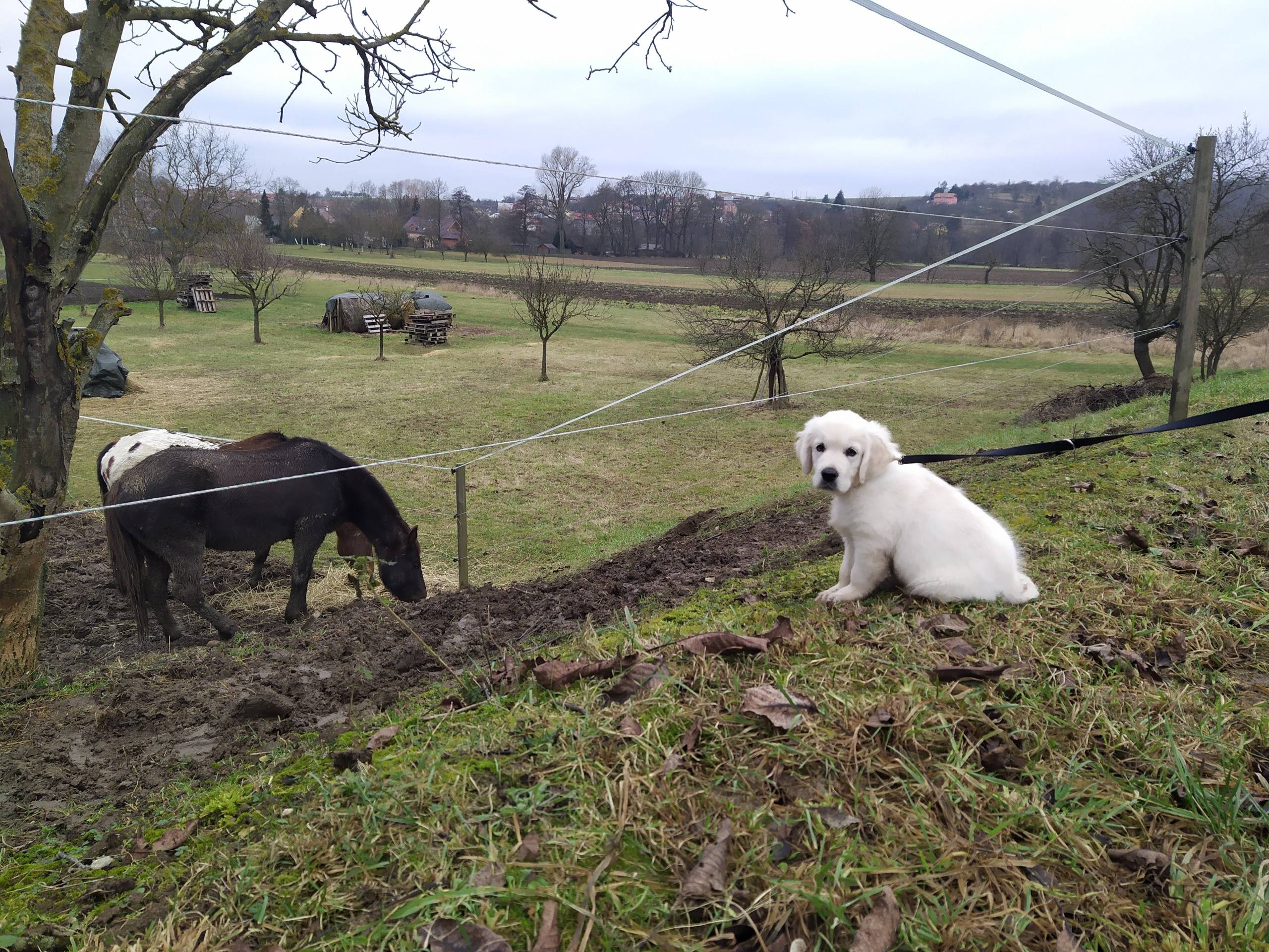 IMG 20210103 140727 - ...