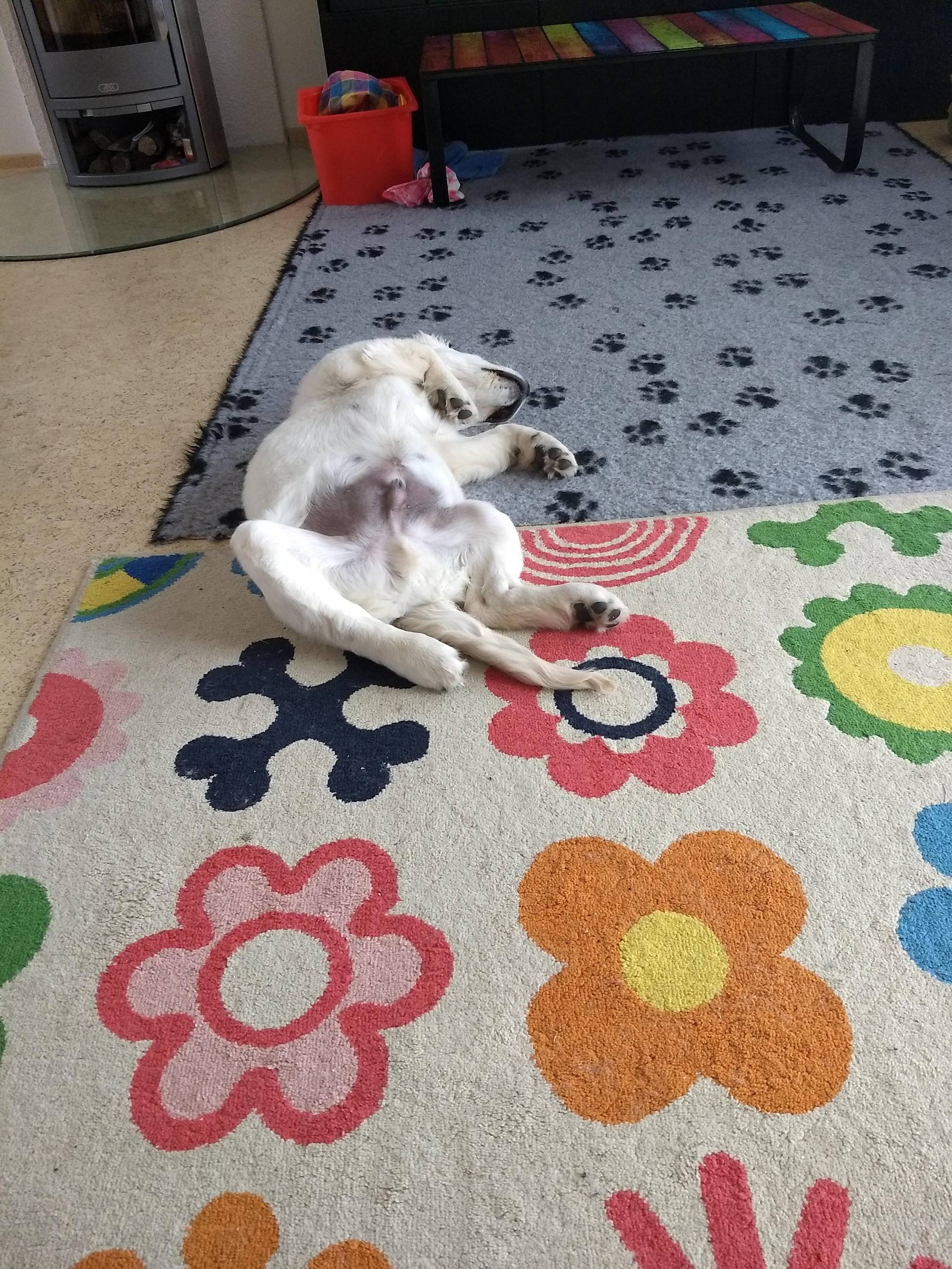 IMG 20210210 114923268 - ...