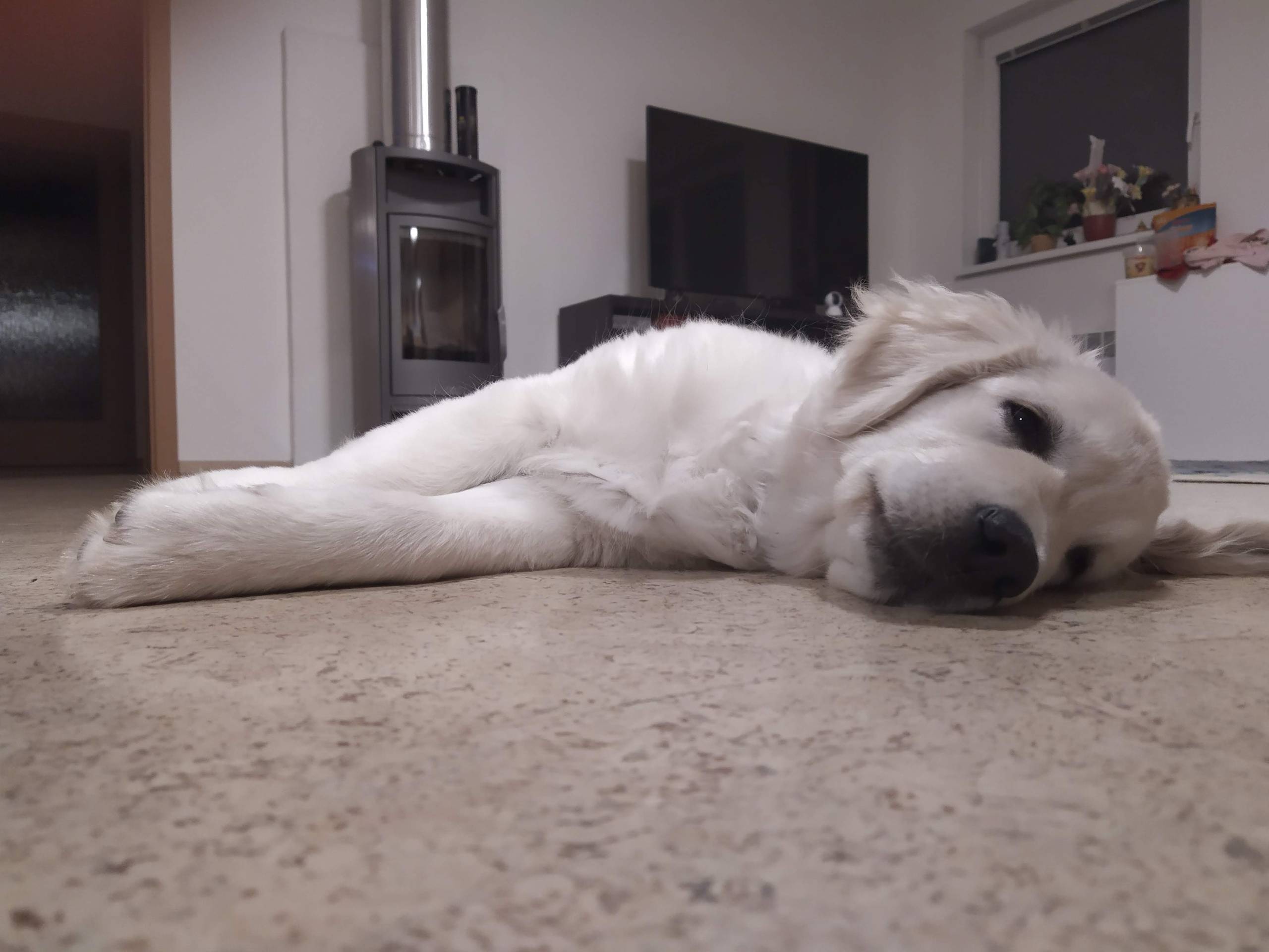 IMG 20210210 190219 - ...