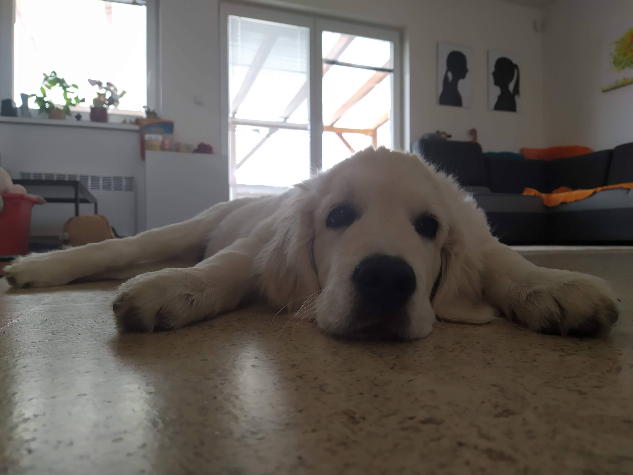 IMG 20210211 113437 - ...