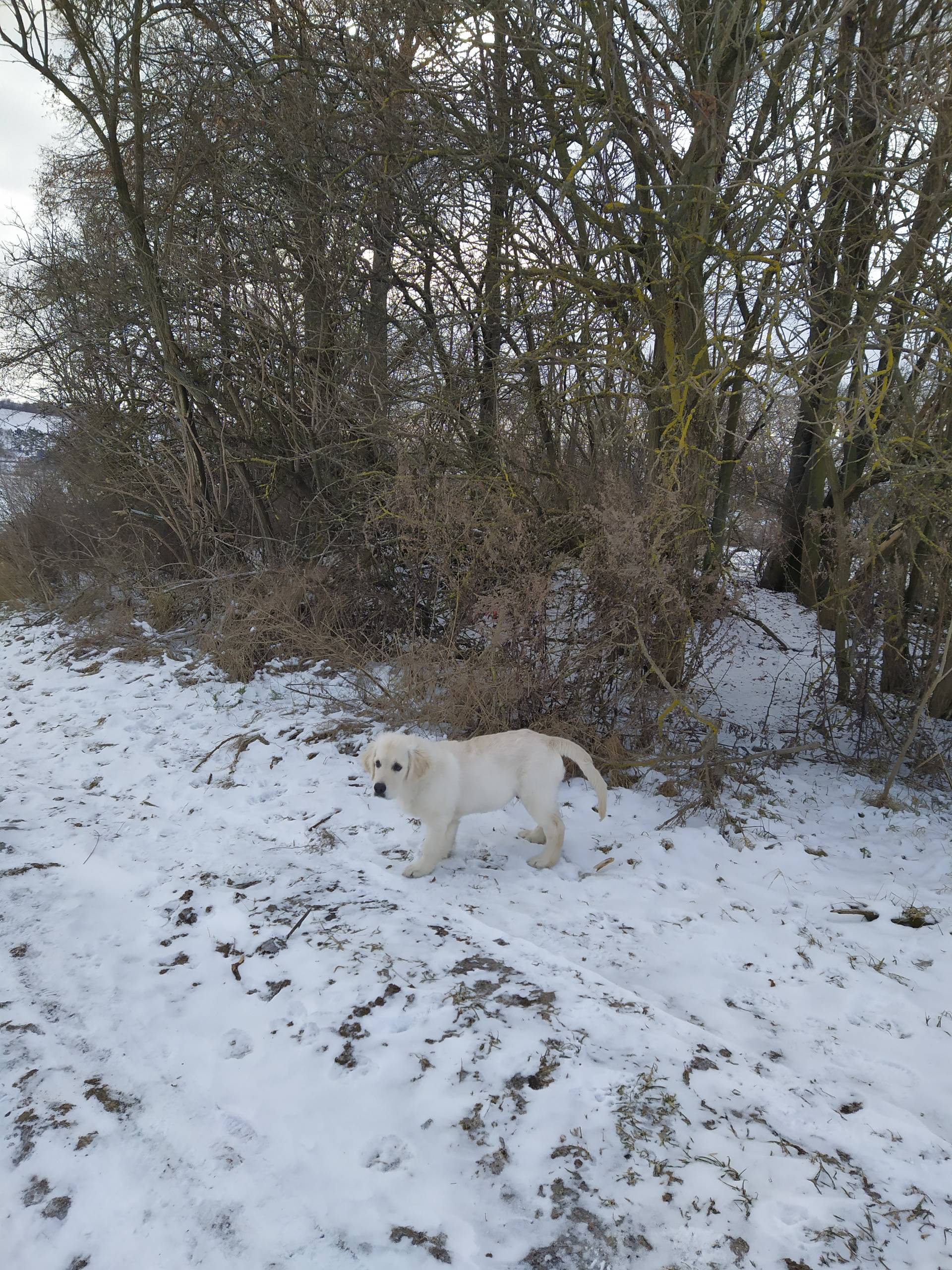 IMG 20210212 135528 - ...