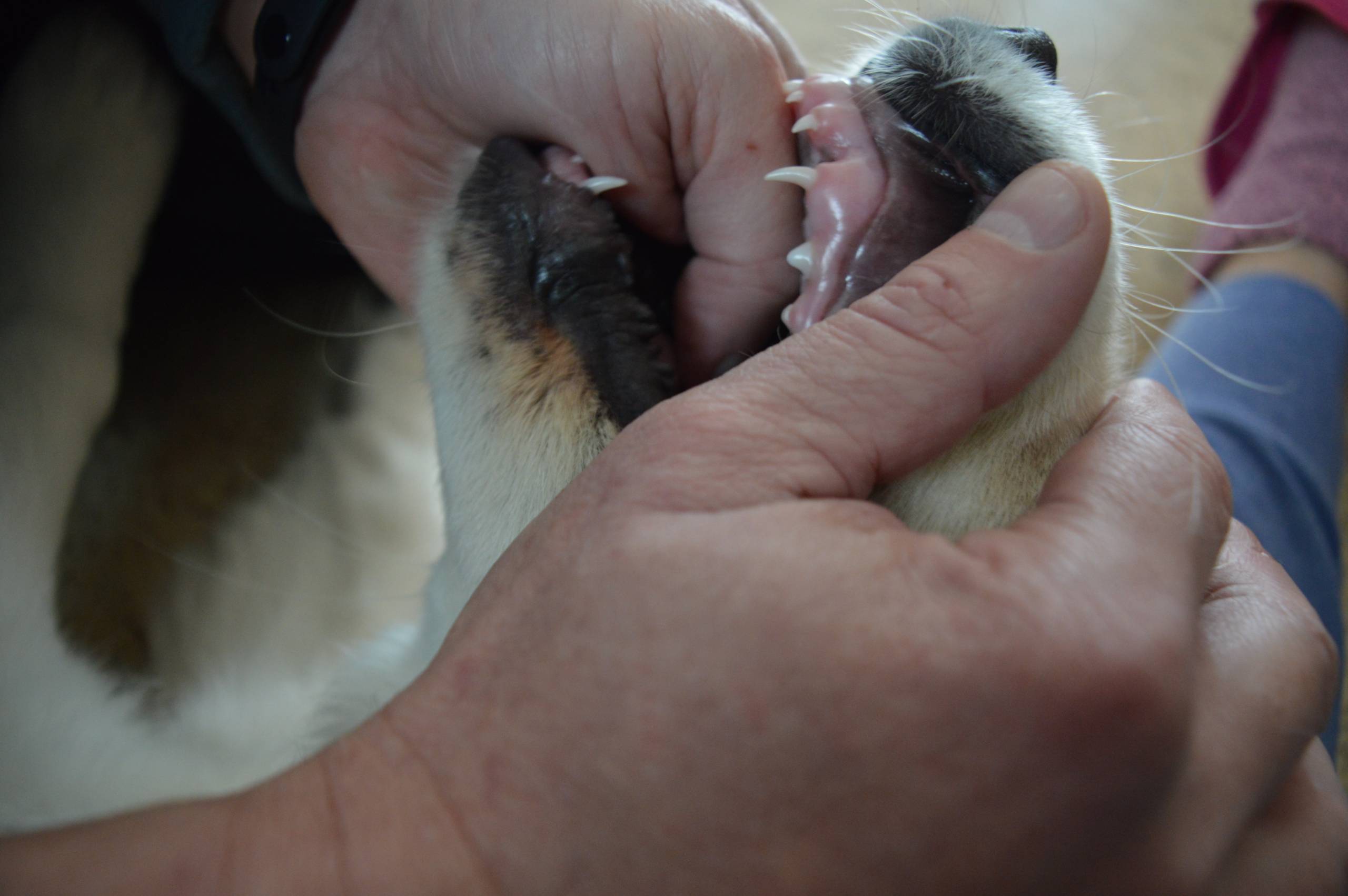 IMG 20210220 114212 - ...