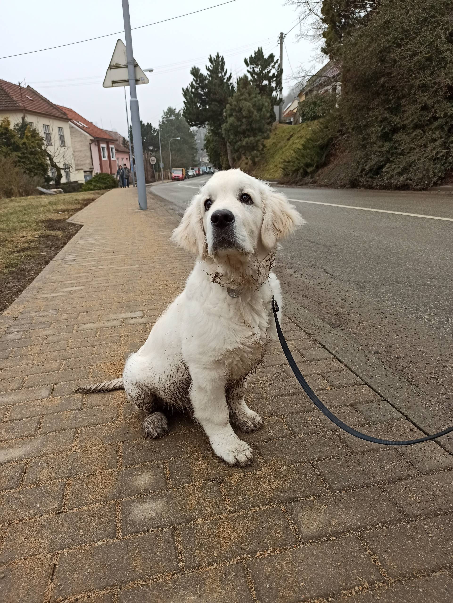 IMG 20210220 154454 - ...