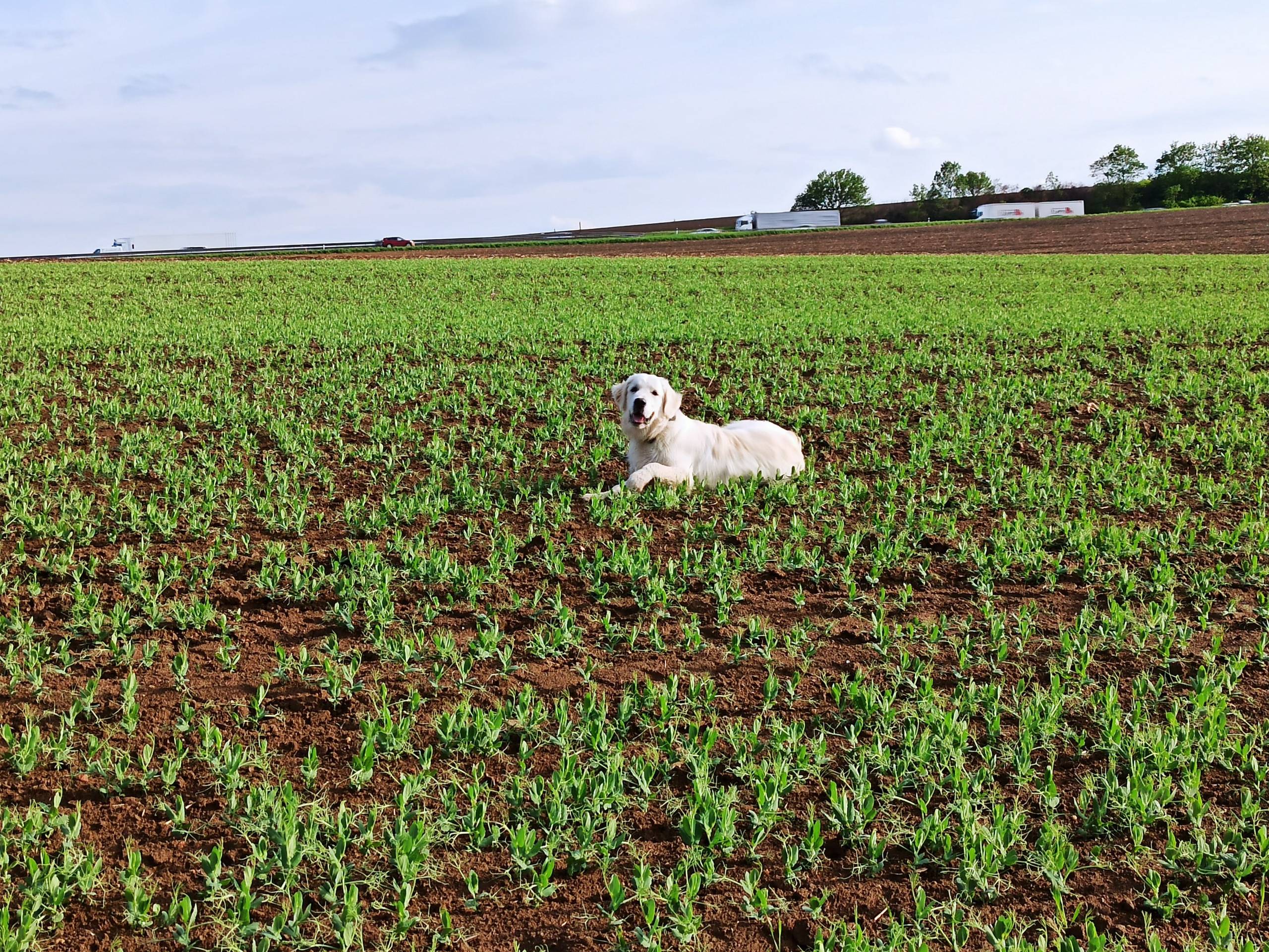 IMG 20210514 175449 - ...