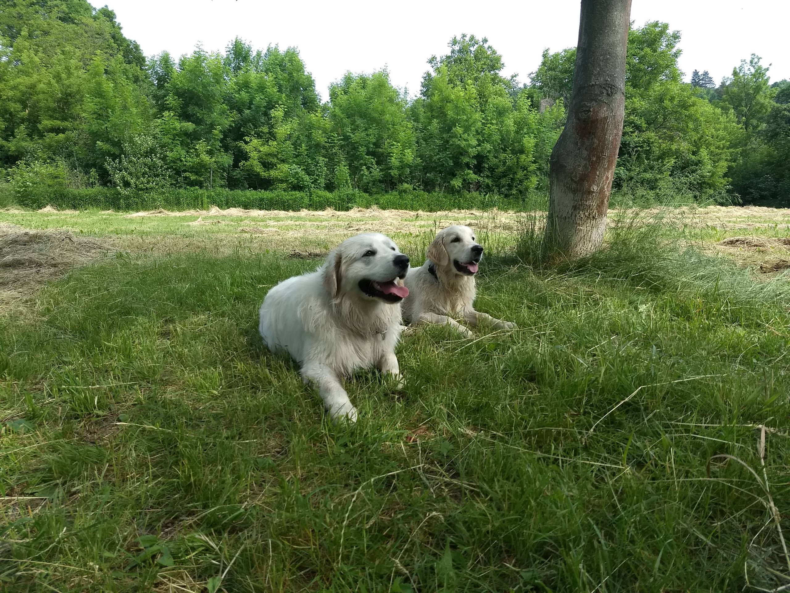 IMG 20210612 095714848 - ...