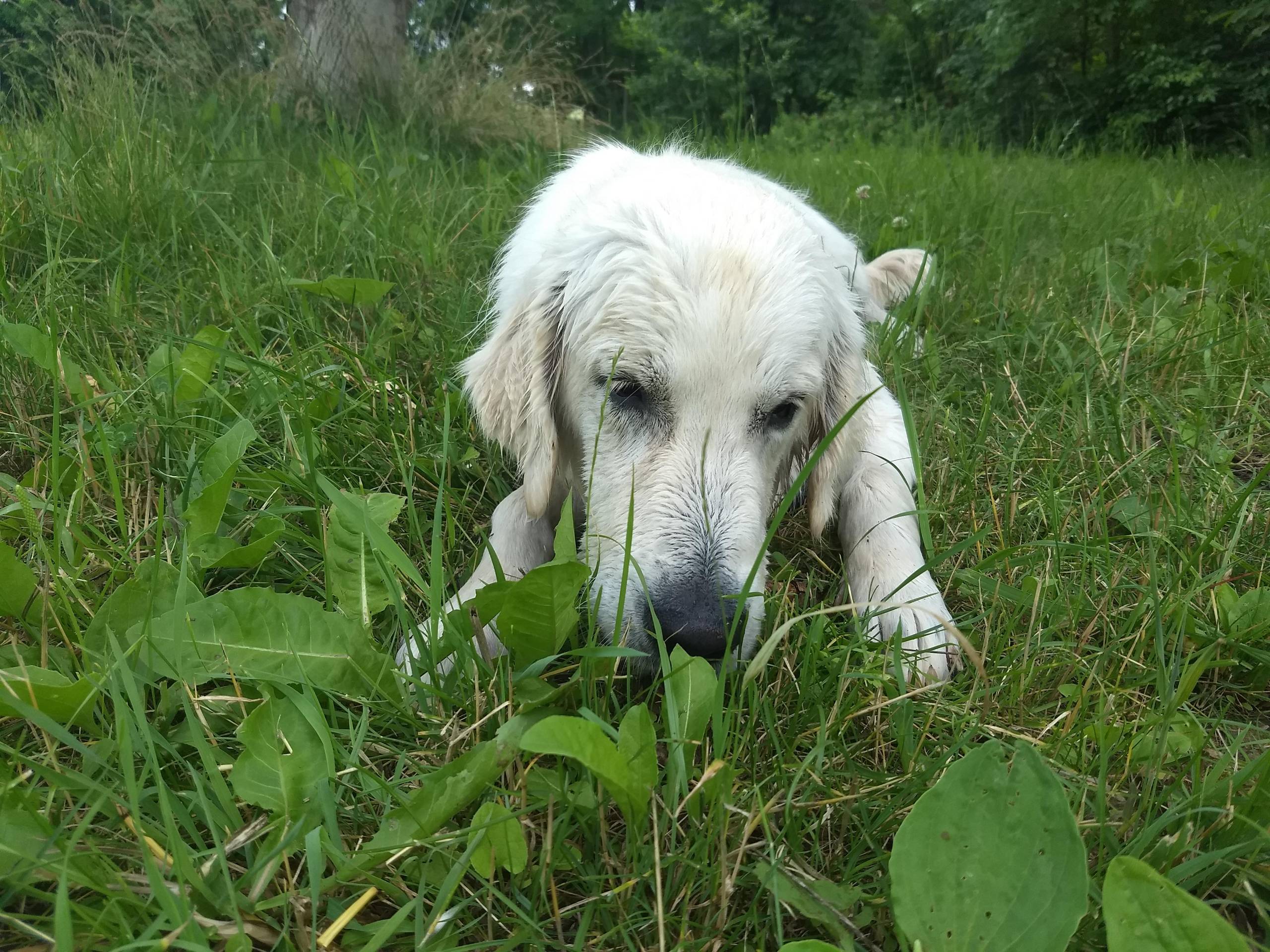 IMG 20210705 125813331 - ...