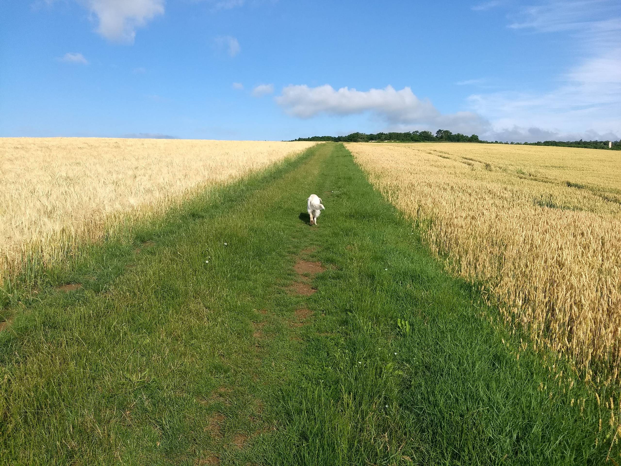 IMG 20210715 084429183 - ...