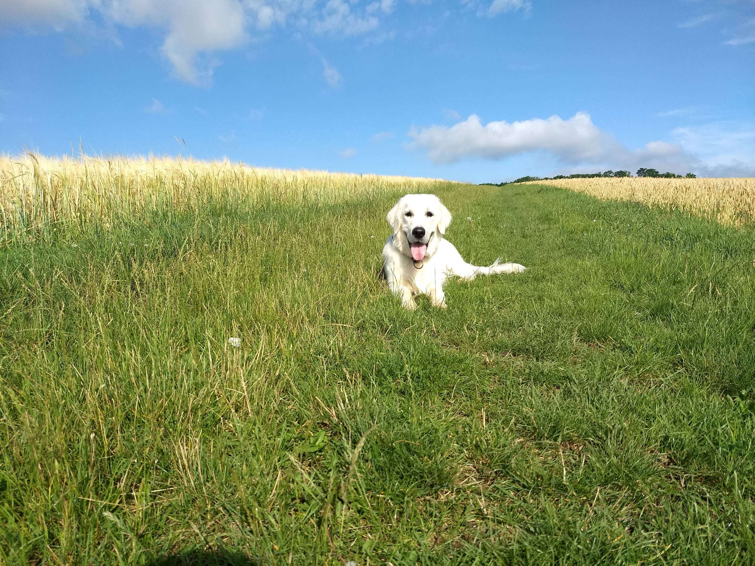 IMG 20210715 084502532 - ...