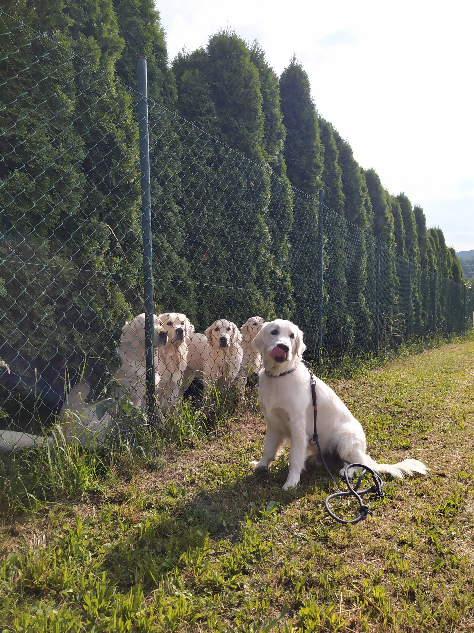 IMG 20210725 171526 - ...