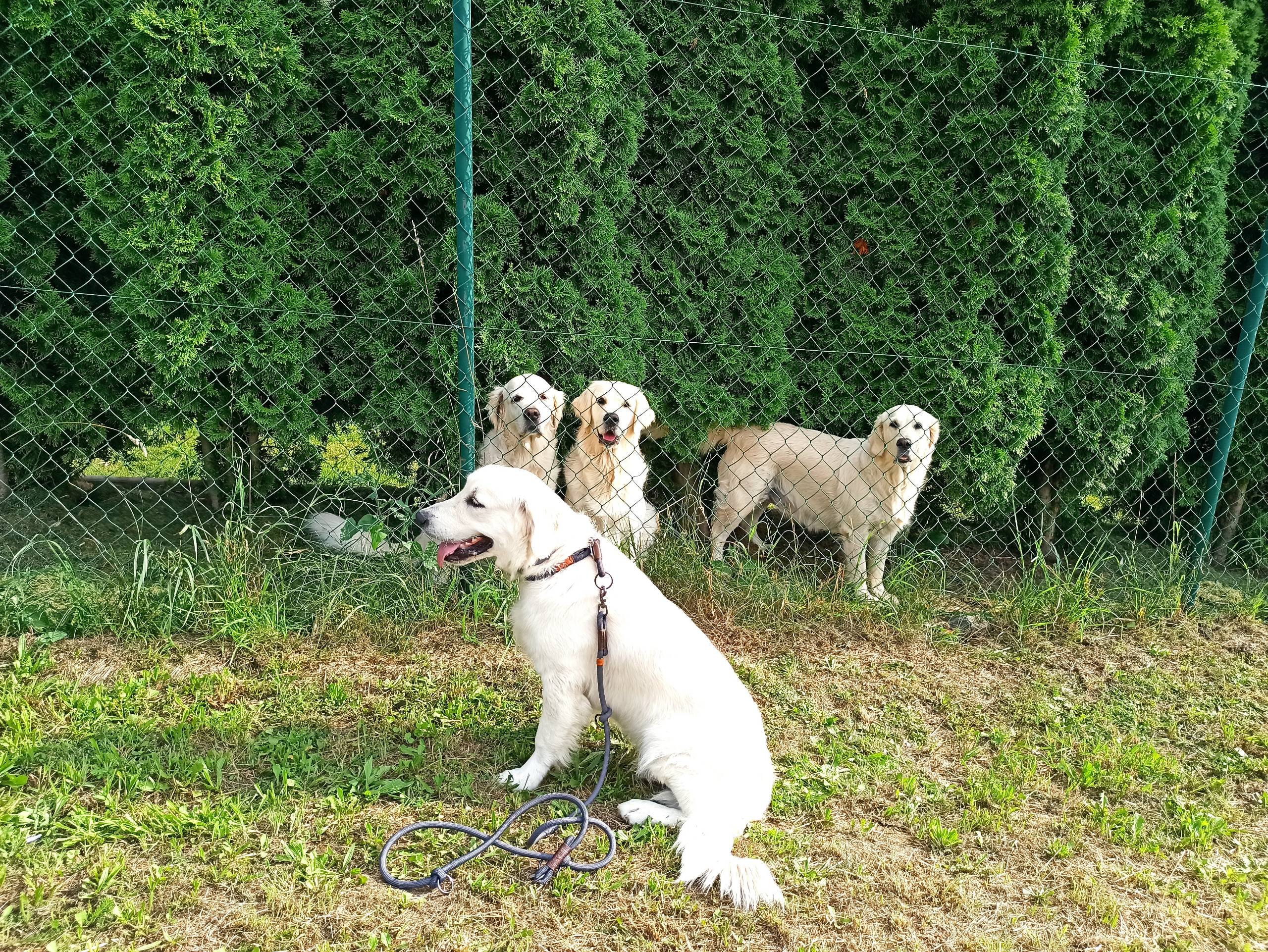 IMG 20210725 171536 - ...