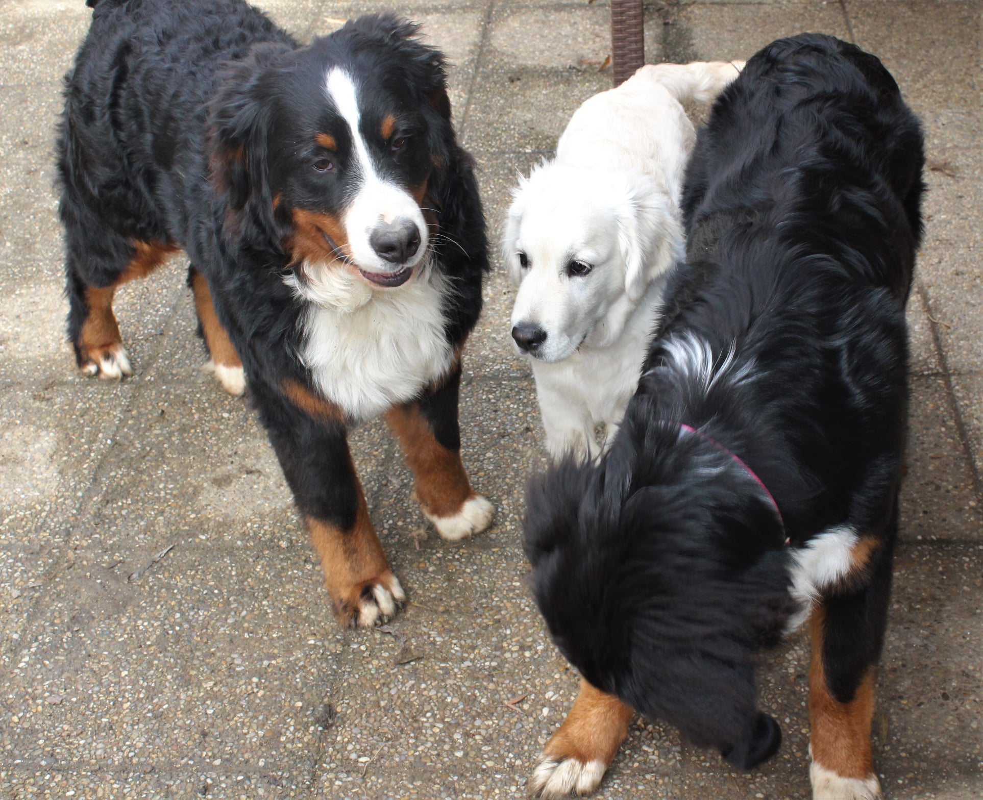 153149521 707249743227186 4364172641212983291 n - ...