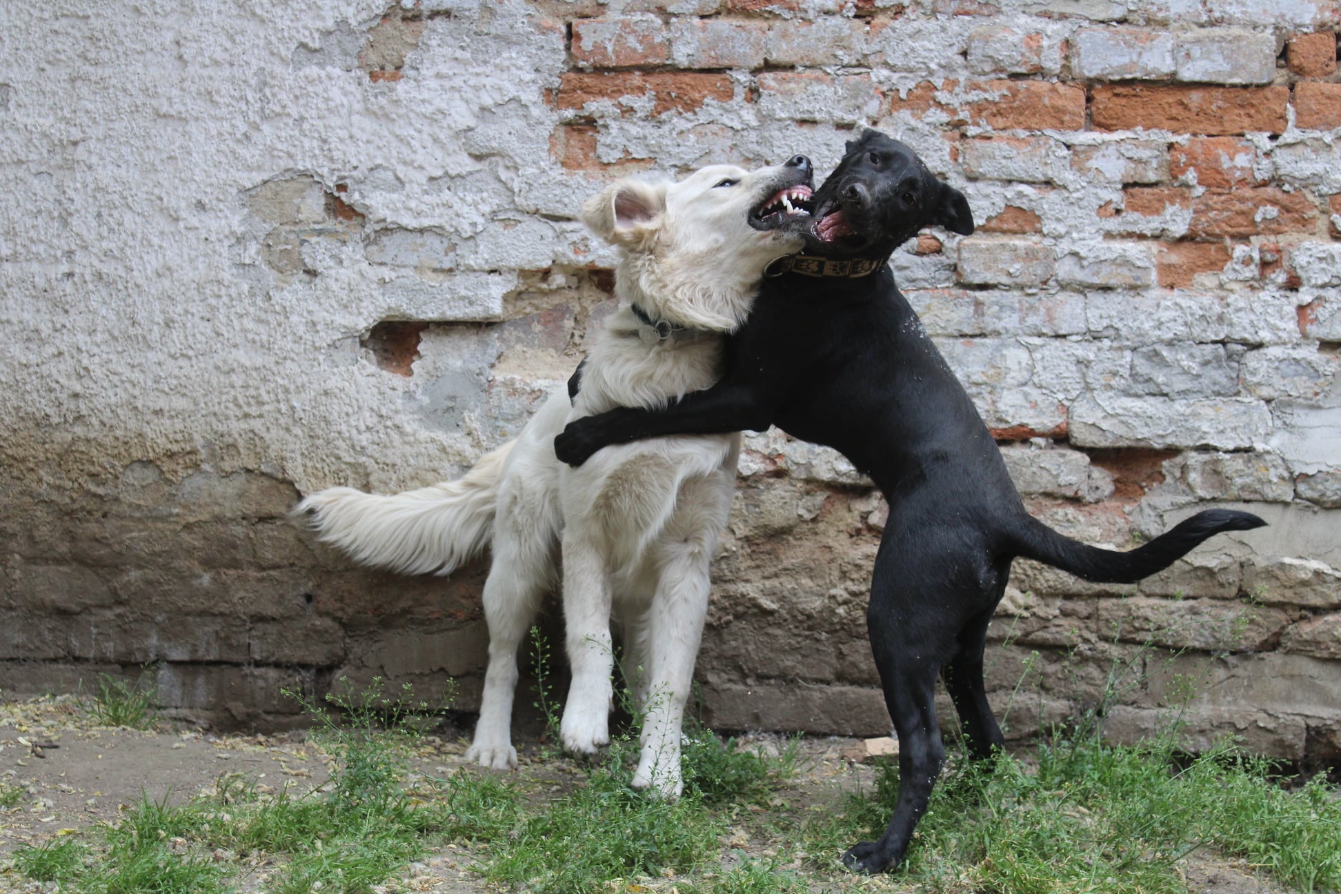 197385747 762078407744319 7140216486627771483 n - ...