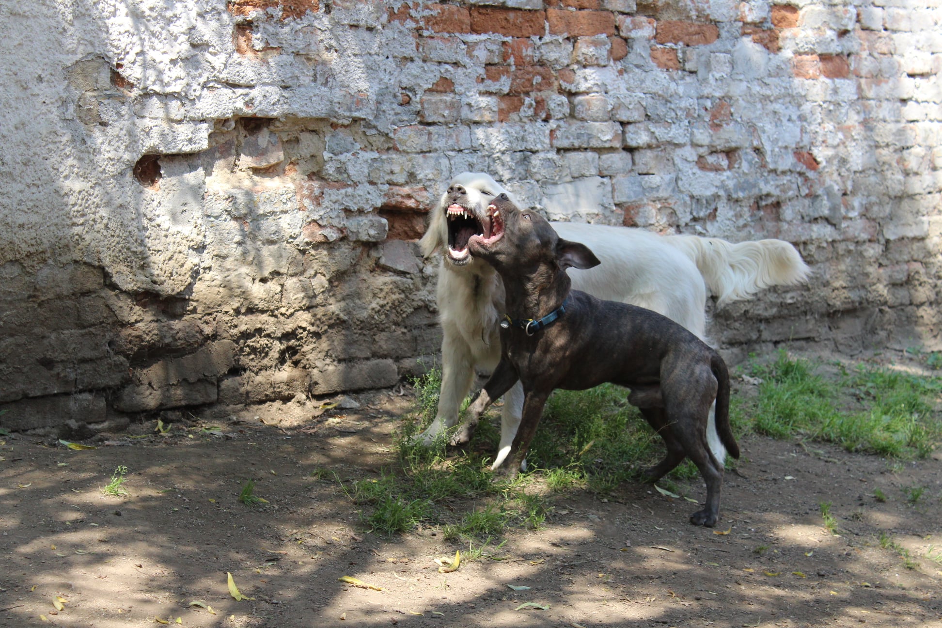 217390164 780846042534222 6228370469756295045 n - ...