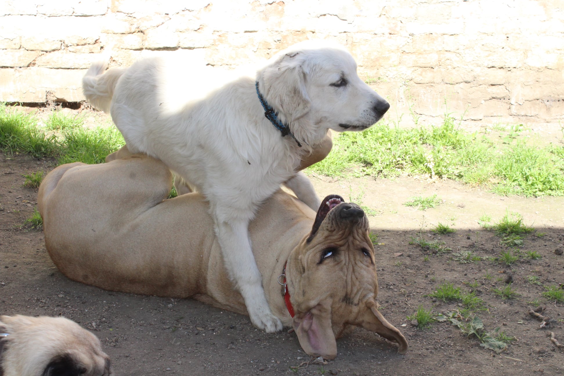 217390825 780811452537681 765369822847519810 n - ...