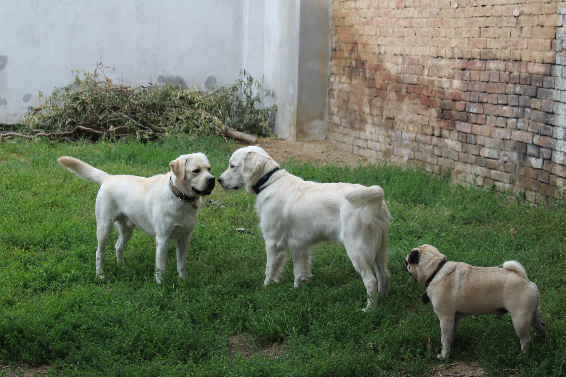 219168041 784681722150654 8355927262966800216 n - ...