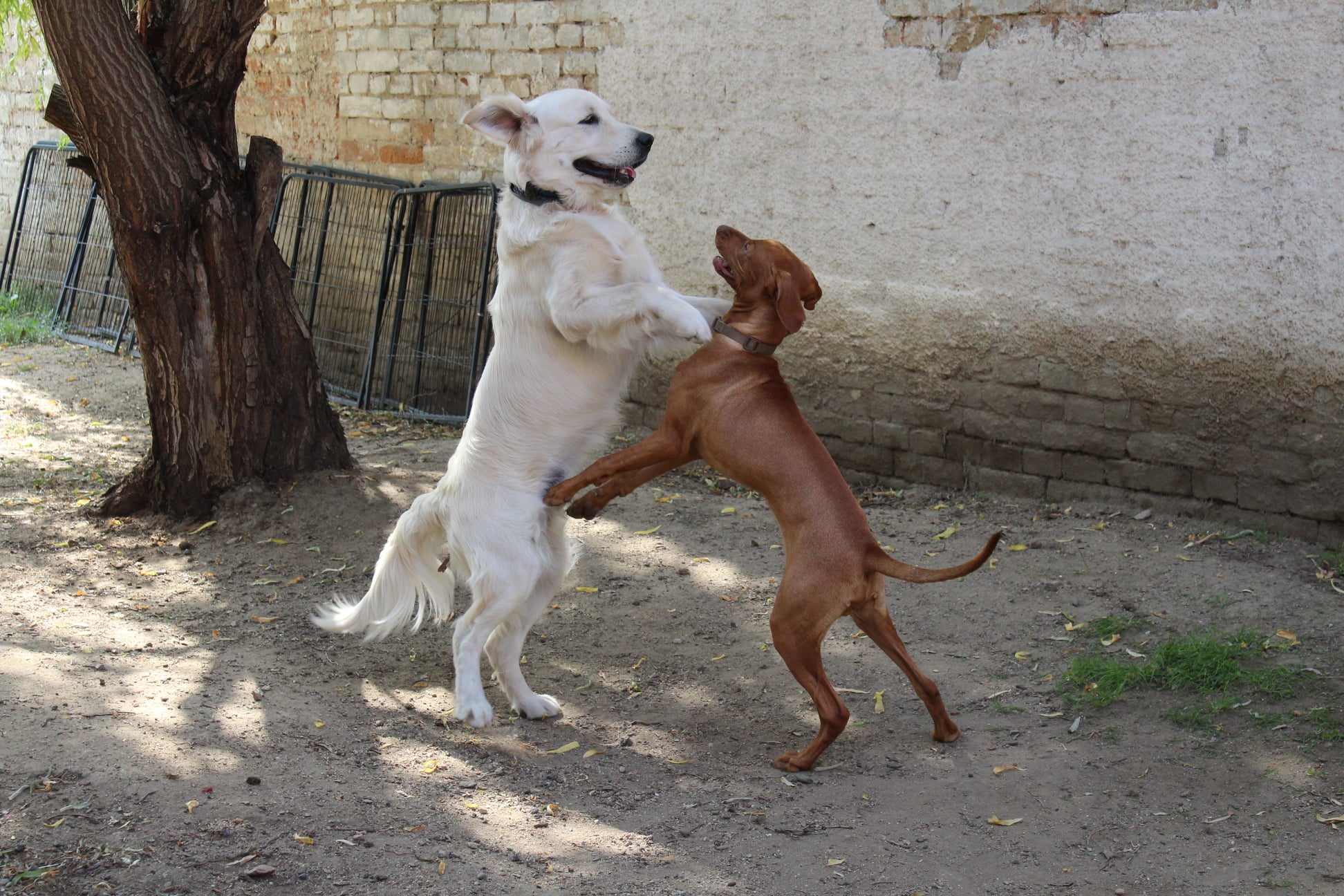 243892901 827608621191297 8144814006816552481 n - ...