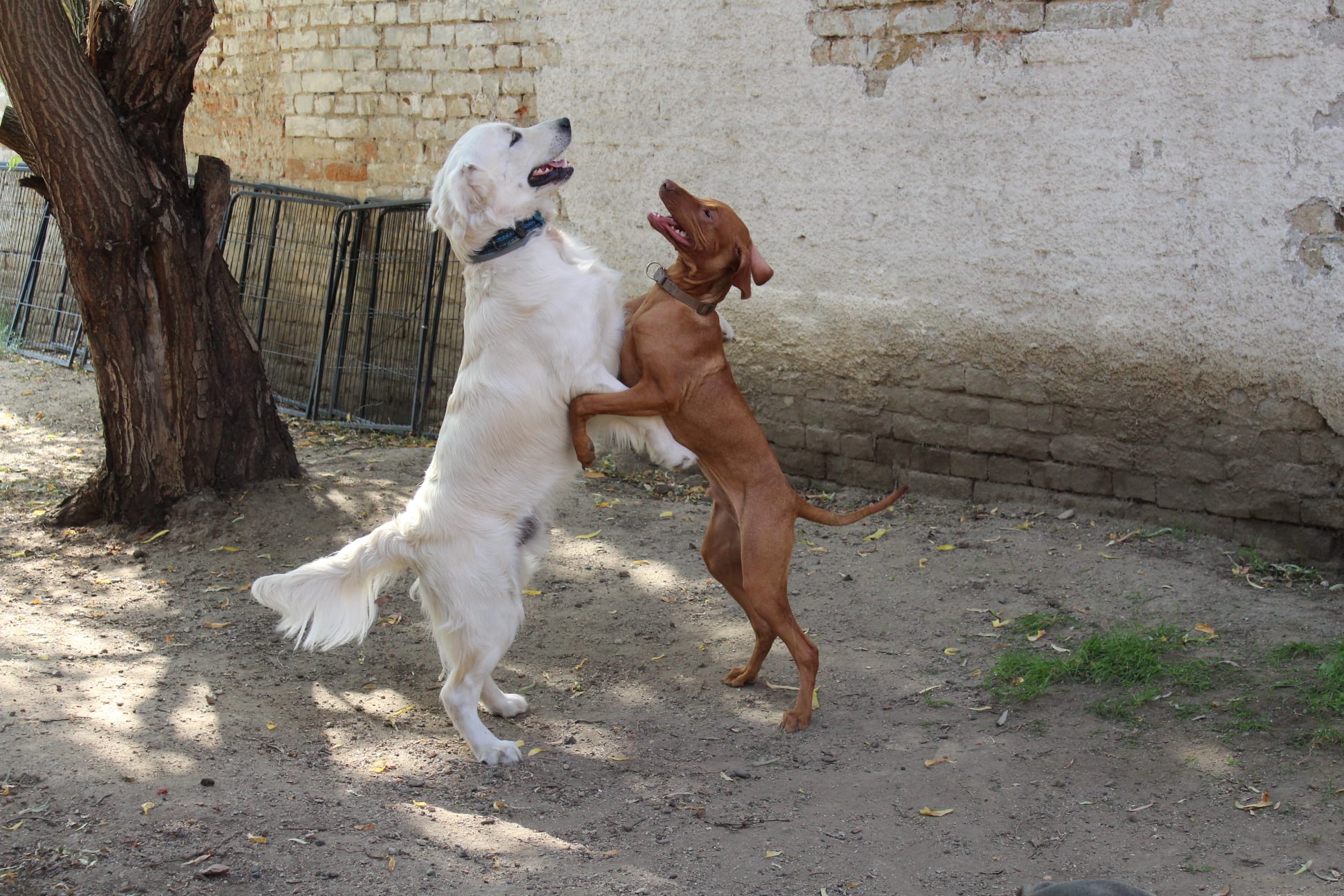 243911010 827608611191298 5955498737160895456 n - ...