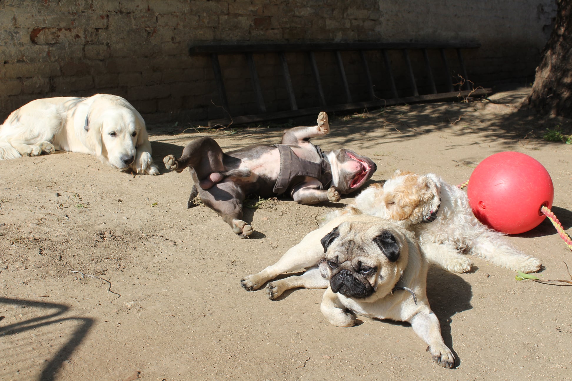 244454929 830342984251194 5041988037802811561 n - ...