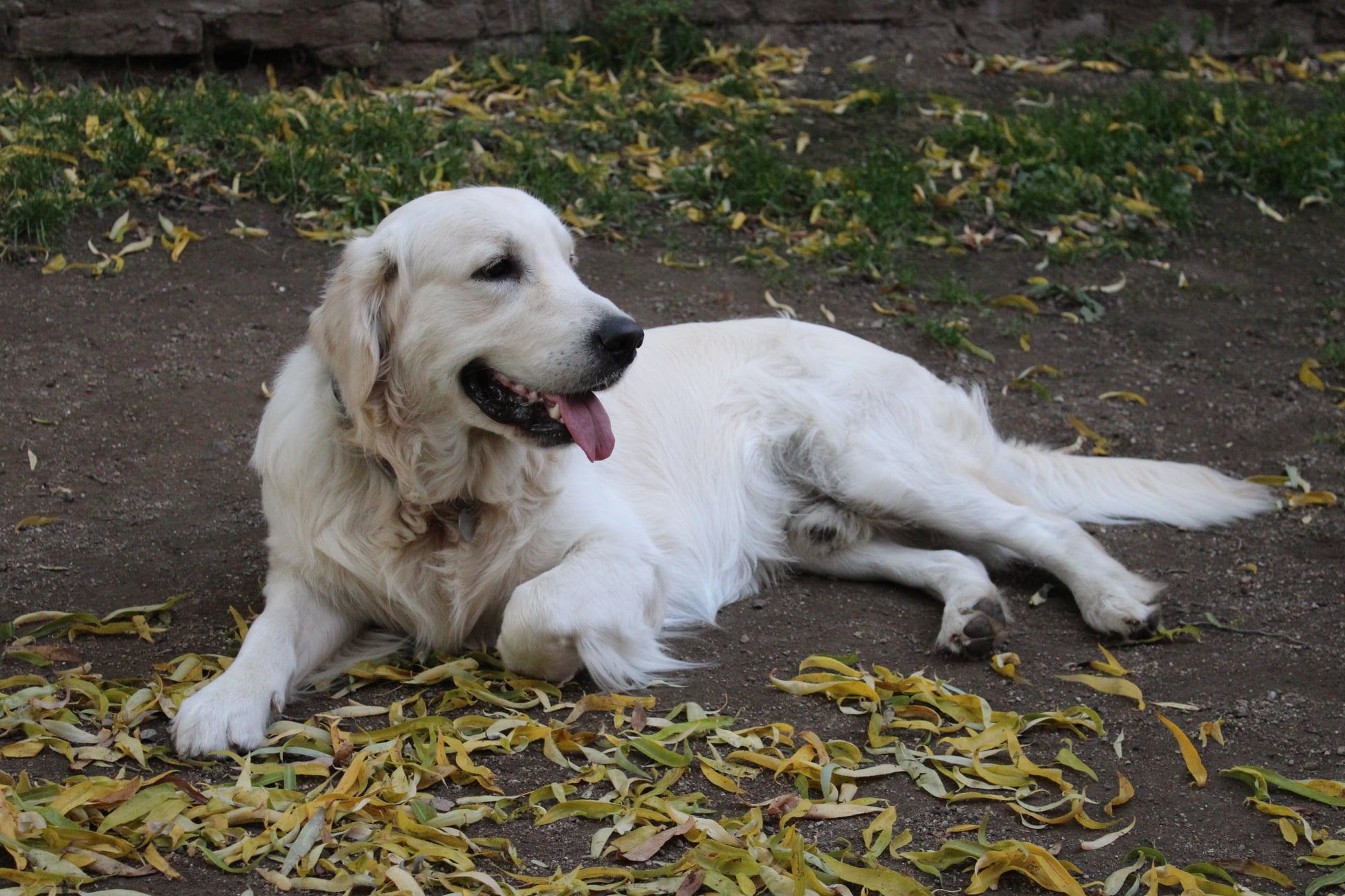 262049703 866376517314507 8794310519746368222 n - ...