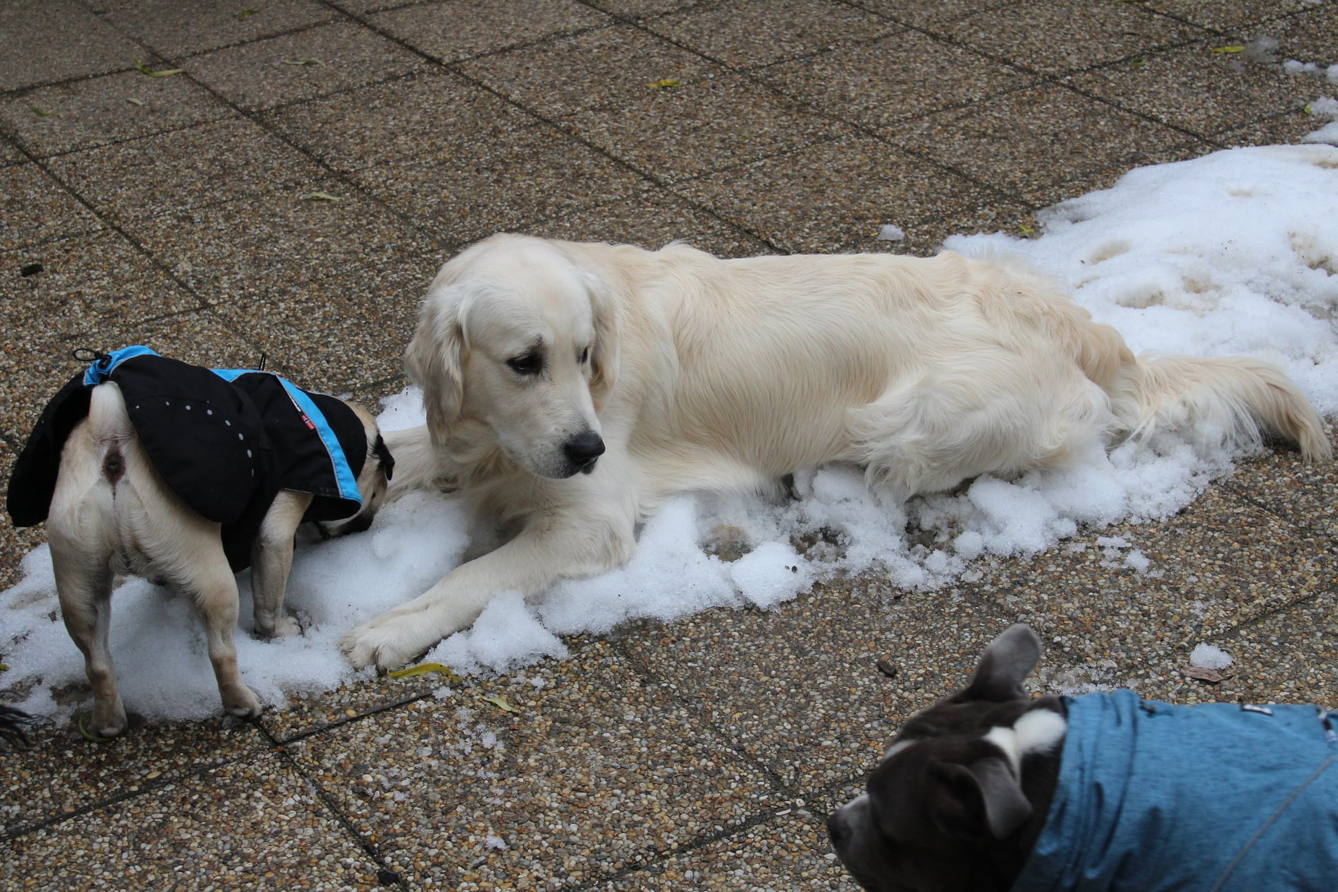 262141790 866367167315442 1776728001145325319 n - ...